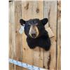 Image 2 : Black Bear Shoulder Mount Taxidermy