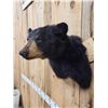 Image 3 : Black Bear Shoulder Mount Taxidermy
