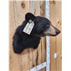 Image 4 : Black Bear Shoulder Mount Taxidermy