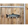Image 1 : 36" King Salmon Real Skin Fish Taxidermy