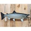 Image 2 : 36" King Salmon Real Skin Fish Taxidermy