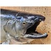 Image 3 : 36" King Salmon Real Skin Fish Taxidermy