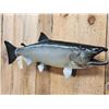 Image 4 : 36" King Salmon Real Skin Fish Taxidermy