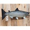 Image 5 : 36" King Salmon Real Skin Fish Taxidermy