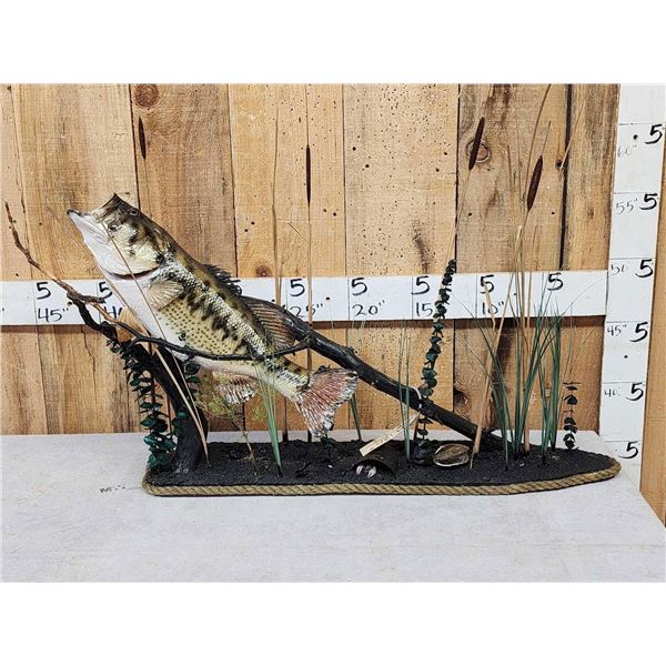 24" Largemouth Bass Real Skin Fish Taxidermy
