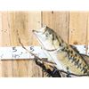 Image 2 : 24" Largemouth Bass Real Skin Fish Taxidermy