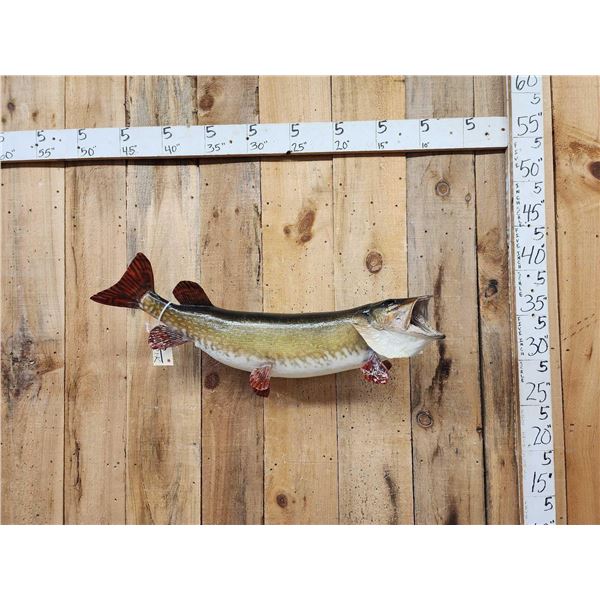36" Northern Pike Real Skin Fish Taxidermy