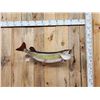 Image 1 : 36" Northern Pike Real Skin Fish Taxidermy