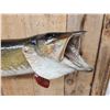 Image 2 : 36" Northern Pike Real Skin Fish Taxidermy