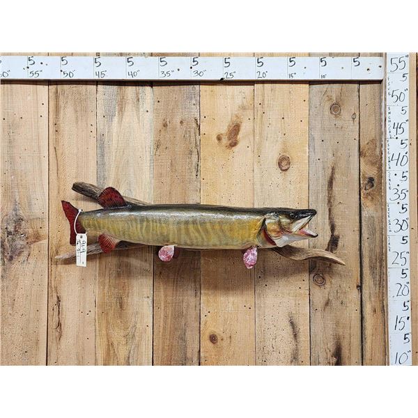 42" Muskie Real Skin Fish Taxidermy