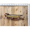 Image 1 : 42" Muskie Real Skin Fish Taxidermy