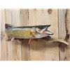 Image 2 : 42" Muskie Real Skin Fish Taxidermy