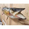 Image 4 : 42" Muskie Real Skin Fish Taxidermy