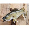 Image 2 : 28" Walleye Real Skin Fish Taxidermy
