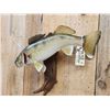 Image 3 : 28" Walleye Real Skin Fish Taxidermy