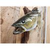 Image 4 : 28" Walleye Real Skin Fish Taxidermy