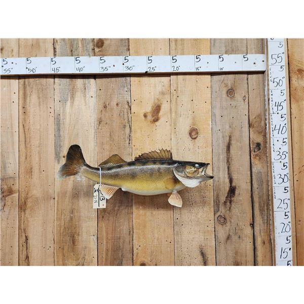 29" Walleye Real Skin Fish Taxidermy