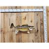 Image 1 : 29" Walleye Real Skin Fish Taxidermy