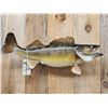 Image 2 : 29" Walleye Real Skin Fish Taxidermy