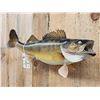 Image 3 : 29" Walleye Real Skin Fish Taxidermy