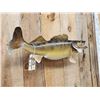 Image 4 : 29" Walleye Real Skin Fish Taxidermy