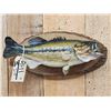 Image 2 : 18" Largemouth Bass Real Skin Fish Taxidermy