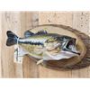 Image 3 : 18" Largemouth Bass Real Skin Fish Taxidermy