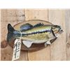 Image 4 : 18" Largemouth Bass Real Skin Fish Taxidermy