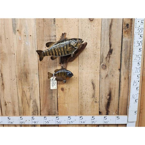 17" Smallmouth & 10" Bluegill Real Skin Fish Taxidermy