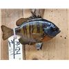 Image 2 : 17" Smallmouth & 10" Bluegill Real Skin Fish Taxidermy