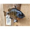 Image 3 : 17" Smallmouth & 10" Bluegill Real Skin Fish Taxidermy