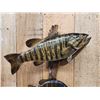 Image 4 : 17" Smallmouth & 10" Bluegill Real Skin Fish Taxidermy