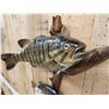Image 5 : 17" Smallmouth & 10" Bluegill Real Skin Fish Taxidermy