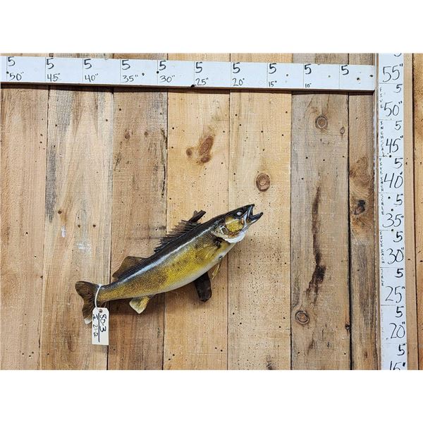 28" Walleye Real Skin Fish Taxidermy