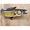 Image 3 : 28" Walleye Real Skin Fish Taxidermy
