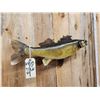 Image 4 : 28" Walleye Real Skin Fish Taxidermy