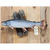 Image 2 : 25" Alaskan Dolly Varden Char Trout Real Skin Fish Taxidermy
