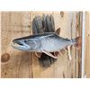Image 3 : 25" Alaskan Dolly Varden Char Trout Real Skin Fish Taxidermy