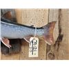 Image 4 : 25" Alaskan Dolly Varden Char Trout Real Skin Fish Taxidermy
