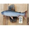 Image 5 : 25" Alaskan Dolly Varden Char Trout Real Skin Fish Taxidermy