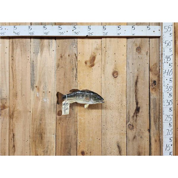 16" Largemouth Bass Real Skin Fish Taxidermy