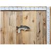 Image 1 : 16" Largemouth Bass Real Skin Fish Taxidermy