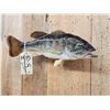Image 2 : 16" Largemouth Bass Real Skin Fish Taxidermy