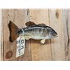 Image 3 : 16" Largemouth Bass Real Skin Fish Taxidermy