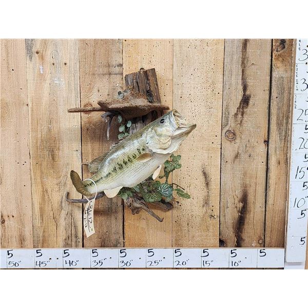 20" Largemouth Bass Real Skin Fish Taxidermy