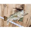 Image 4 : 20" Largemouth Bass Real Skin Fish Taxidermy