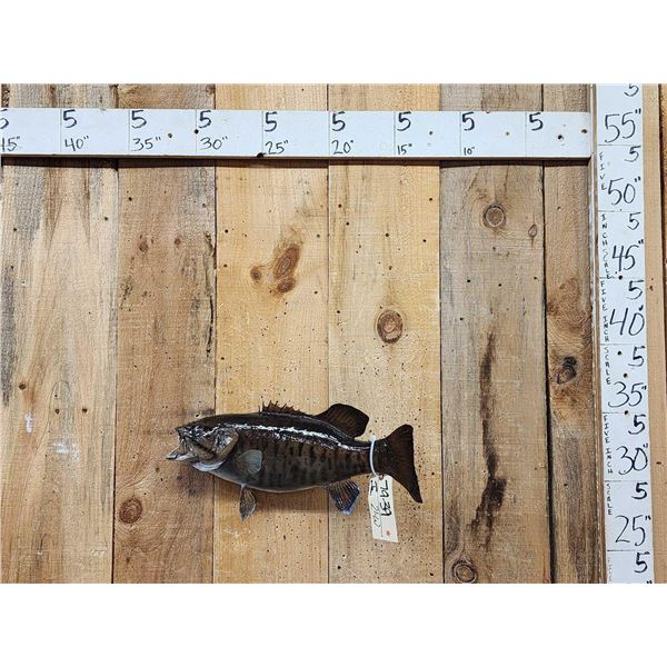 20" Smallmouth Bass Real Skin Fish Taxidermy
