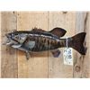 Image 2 : 20" Smallmouth Bass Real Skin Fish Taxidermy