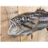 Image 3 : 20" Smallmouth Bass Real Skin Fish Taxidermy