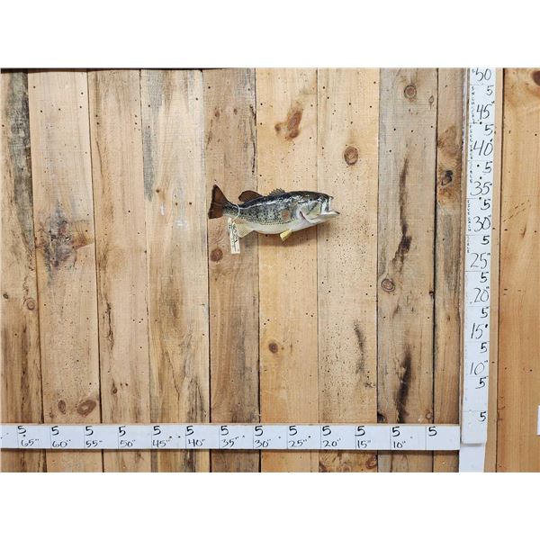 20" Largemouth Bass Real Skin Fish Taxidermy